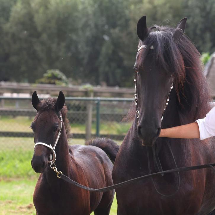 2 Friese Hengstveulens 1 x 1ste premie MOETEN WEG, Dieren en Toebehoren, Paarden