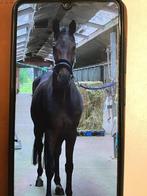 Zwarte 5 jarige ruin, de allerliefste vriend, Dieren en Toebehoren, Paarden, Springpaard, B, Ruin, 3 tot 6 jaar