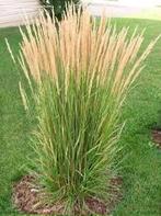 12 Graminées à donner, Tuin en Terras, Planten | Tuinplanten, Ophalen