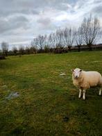 ramlam te koop, Dieren en Toebehoren, Mannelijk, Schaap, 0 tot 2 jaar