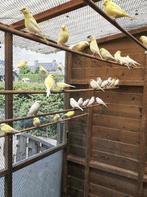 Kanaries, Dieren en Toebehoren
