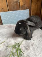 Franse hangoren, Dieren en Toebehoren, Konijnen, Meerdere dieren, Groot, Hangoor, 0 tot 2 jaar