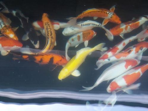 Verschillende a kwaliteit koi karpers, Dieren en Toebehoren, Vissen | Vijvervissen, Karper of Koi
