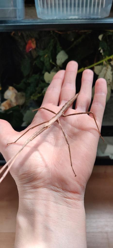 Wandelende takken - Entoria Ishigakiensis, Dieren en Toebehoren, Insecten en Spinnen, Wandelende tak