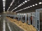 Voerwanden, opfokwand, Paardenboxen, paardenstallen, Dieren en Toebehoren, Weidegang, 4 paarden of pony's of meer