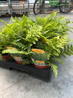 Dryopteris filix-mas ‘Mexica’ P10,5cm, Tuin en Terras, Planten | Tuinplanten, Ophalen, Vaste plant, Varens, Halfschaduw