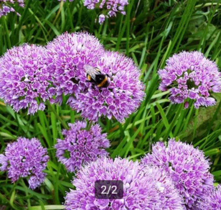 Allium millenium, Tuin en Terras, Planten | Tuinplanten, Vaste plant, Bodembedekkers, Volle zon, Zomer, Ophalen