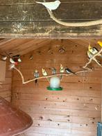 Om 9 distelvinken achter te laten, Ophalen of Verzenden, Gebruikt, Overige typen