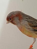 Kleurkanaries, Dieren en Toebehoren, Vogels | Kanaries, Meerdere dieren, Kleurkanarie