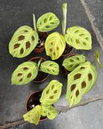 Maranta Light veins, Ophalen of Verzenden