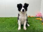 Border Collie Pups, Dieren en Toebehoren, België, CDV (hondenziekte), 8 tot 15 weken, Collie