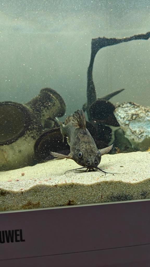 Synodontis, Dieren en Toebehoren, Vissen | Aquariumvissen