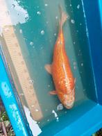 Meerdere mooie koi , 1 euro per cm, Dieren en Toebehoren, Vissen | Vijvervissen, Karper of Koi