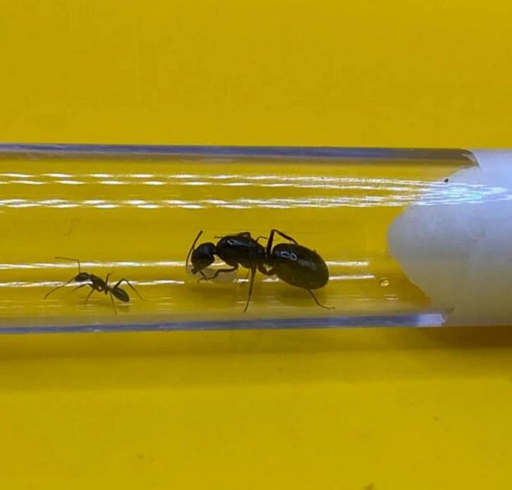Camponotus Sylvaticus koningin met 1-5 werksters, Dieren en Toebehoren, Insecten en Spinnen, Mieren