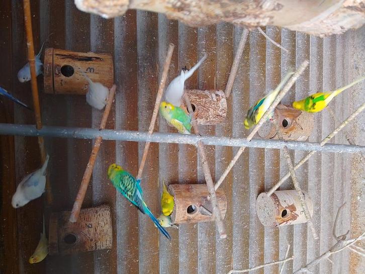 Verschillende kleuren grasparkietjes MET of ZONDER KOOI, Dieren en Toebehoren, Vogels | Parkieten en Papegaaien, Parkiet, Meerdere dieren