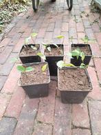 paw paw zaailingen, Tuin en Terras, Planten | Fruitbomen, Ophalen, Minder dan 100 cm, In pot