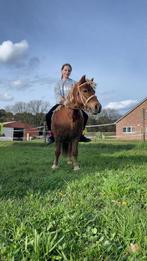 Gratis shetlander spullen gezocht., Ophalen, Zo goed als nieuw