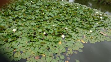 waterlelies in natuurlijke vijver.WIT beschikbaar voor biedingen