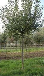 POMMIERS: e.a. HAUTE TIGES : DIFFÉRENTES VARIÉTÉS, 32€/pièce, Jardin & Terrasse, Plantes | Arbres fruitiers, Plein soleil, Enlèvement