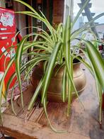 Plante araignée avec pot, Maison & Meubles, Plantes d'intérieur, Enlèvement, Autres espèces