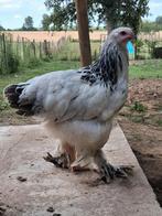 Jeunes poules et coqs Brahma