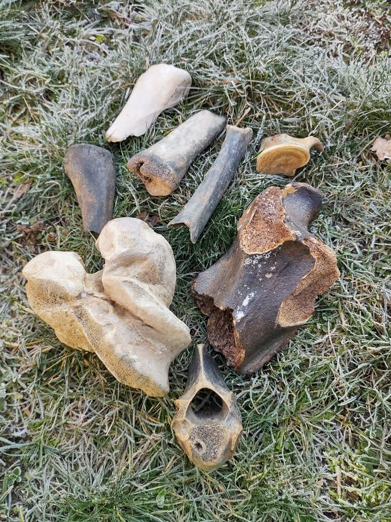 Fossiele botfragmenten - standvondsten/ noordzee, Verzamelen, Mineralen en Fossielen, Ophalen of Verzenden, Fossiel