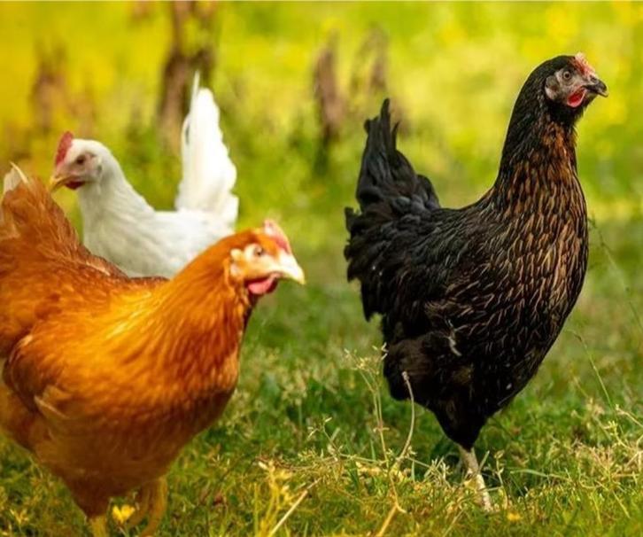 Legkippen legklaar - 0472-51.09.71 - open tot 21u, Dieren en Toebehoren, Pluimvee, Kip