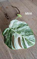 Monstera variegata boutures, Ophalen of Verzenden