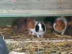 Cavia's, Novembre, Plusieurs animaux, Cobaye