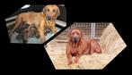 Prachtige Rhodesian Ridgeback pups, Dieren en Toebehoren, België, Overige rassen, CDV (hondenziekte), 8 tot 15 weken