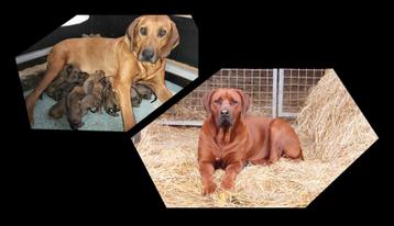 Prachtige Rhodesian Ridgeback pups  beschikbaar voor biedingen