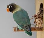 Jonge dwergpapegaaitjes (Agapornis Personata), Dieren en Toebehoren, Geringd