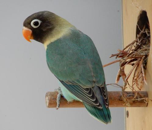 Jonge dwergpapegaaitjes (Agapornis Personata), Dieren en Toebehoren, Vogels | Parkieten en Papegaaien, Geringd