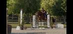 Ruin van 1,65 , Rubinrot x Darco, Dieren en Toebehoren, Paarden, Ruin, L