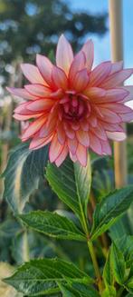 dahlia, Tuin en Terras, Planten | Tuinplanten, Overige soorten, Vaste plant, Ophalen of Verzenden, Halfschaduw
