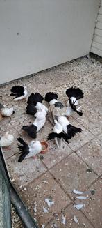 Te koop 6 zwartstaart Pauwstaarten Sierduiven, Dieren en Toebehoren, Vogels | Duiven