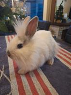 Deze 3 zoeken een mooi huisje, Plusieurs animaux, Nain, 0 à 2 ans