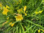 Hemerocallis, Tuin en Terras, Ophalen of Verzenden, Vaste plant
