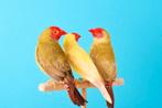 Gezocht mutatie binsen astrilde, Dieren en Toebehoren, Vogels | Overige Vogels