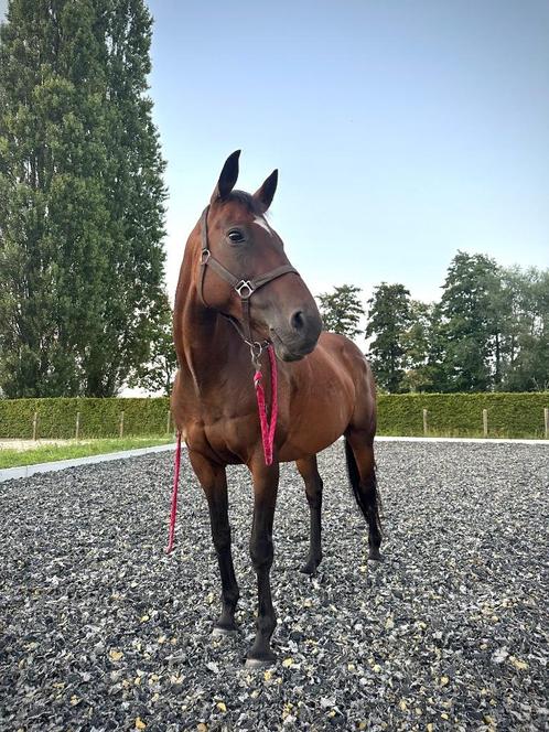 Merrie | 13 jaar, Dieren en Toebehoren, Paarden, Merrie, L, Minder dan 160 cm, 11 jaar of ouder, Recreatiepaard, Met stamboom