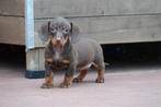 Prachtige kortharige dwergteckel pups (geteste ouders), Animaux & Accessoires, Chiens | Teckels & Bassets, Poils courts, Chienne