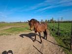 Pre merrie, Dieren en Toebehoren, Paarden, Merrie