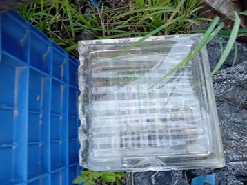 Glasdallen recup (8 stuks) beschikbaar voor biedingen