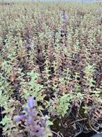 Nepeta six hills giant, Ophalen