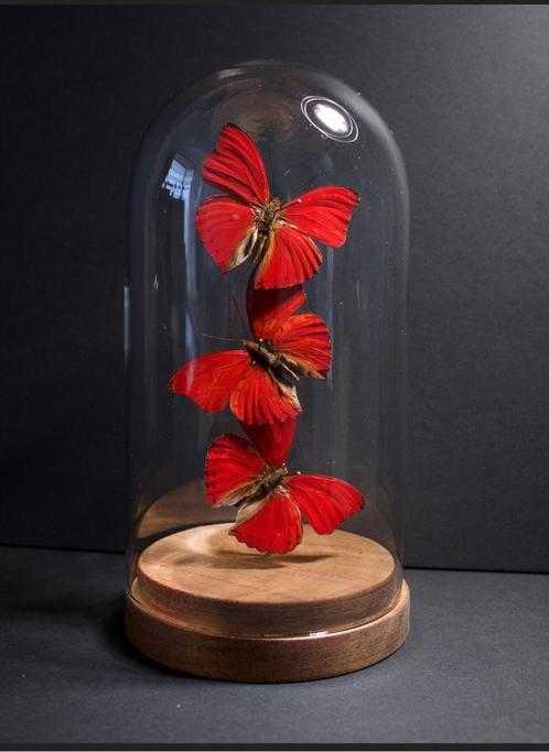 Envolée de 3 Papillons exotiques Cymothoe Sangaris Cloche, Collections, Collections Animaux, Neuf, Animal empaillé, Insecte, Enlèvement ou Envoi