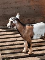 Chèvre naine sans cornes avec bébé, Animaux & Accessoires, Moutons, Chèvres & Cochons, Femelle, Chèvre, 0 à 2 ans