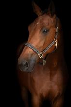 Leuke bijna 5j merrie, Dieren en Toebehoren, Paarden, Merrie, 175 cm of meer, Gechipt, Dressuurpaard