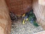 Jonge kakarikis voor handopfok, Dieren en Toebehoren, Vogels | Parkieten en Papegaaien, Tam