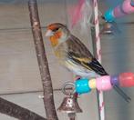 Kruising distelvink x kanarie, Dieren en Toebehoren, Vogels | Overige Vogels, Geringd