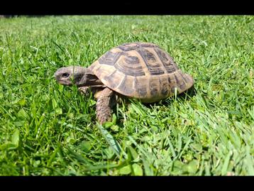 Griekse landschildpad, Dieren en Toebehoren